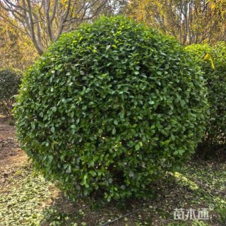 50厘米扶芳藤