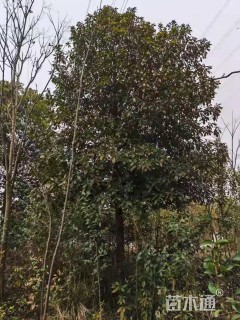 14公分浙江楠