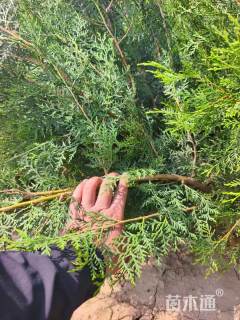 高度140厘米侧柏