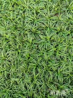 高度10厘米玉龙草