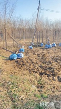 10公分中华金叶榆