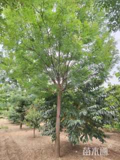 16公分国槐