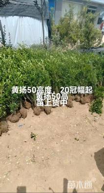 高度30厘米小叶黄杨