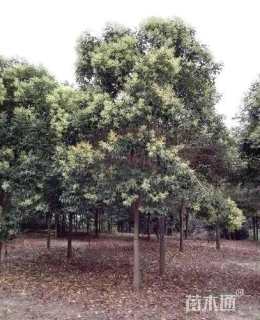 12.5公分大叶女贞