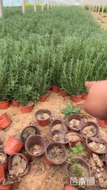 高度30厘米直立迷迭香