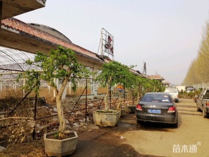 高度300厘米果石榴