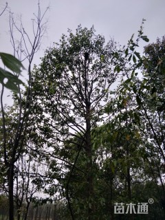 30公分乐昌含笑