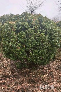 冠幅120厘米卫矛球