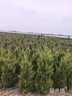 高度18厘米蜀桧