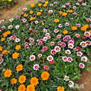 高度20厘米勋章菊