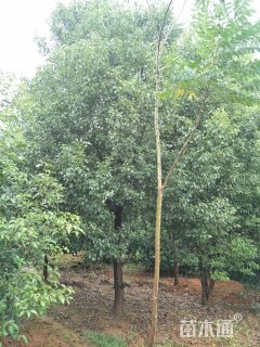 15公分香樟