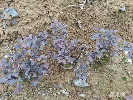 高度35厘米红花继木