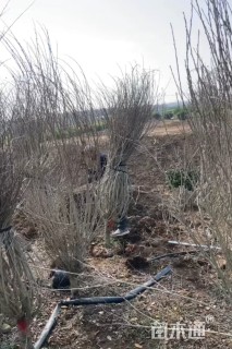 高度200厘米木槿