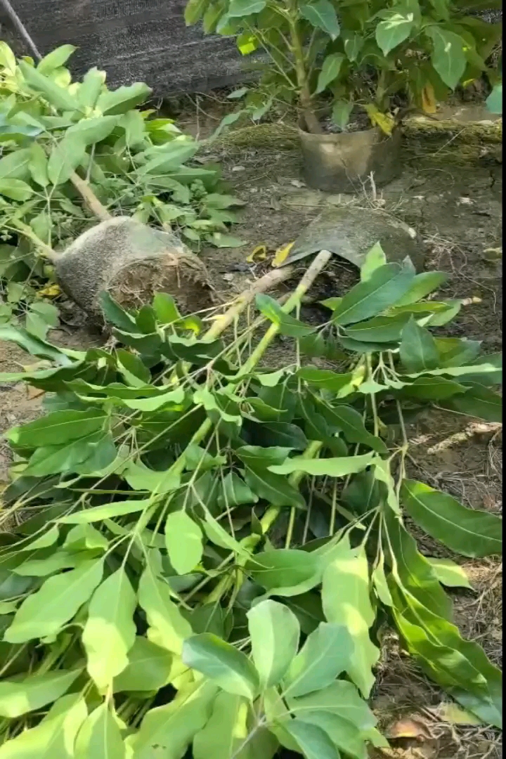 高度60厘米澳洲鸭脚木