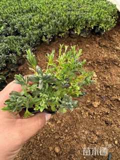 高度15厘米山桃草