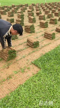 大叶油草