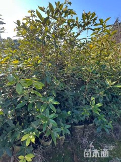高度80厘米赤皮青冈