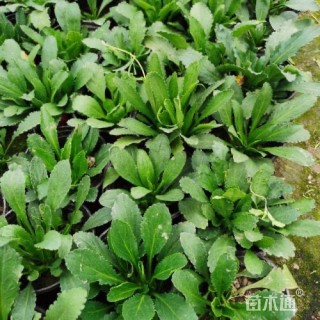 高度15厘米荷兰菊