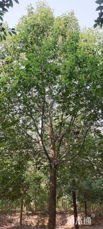 15公分香樟