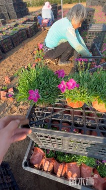 高度18厘米欧石竹