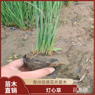 高度30厘米灯心草
