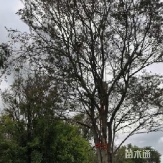 50公分朴树