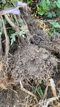 高度200厘米黑松