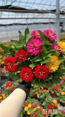 高度20厘米百日草