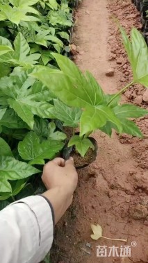 高度30厘米八角金盘