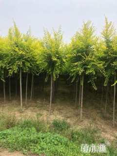 16公分金叶榆