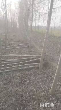 3公分柳树