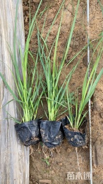 高度20厘米矮蒲苇