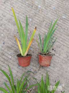 高度30厘米鸢尾