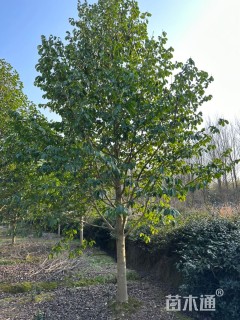 18公分乐昌含笑