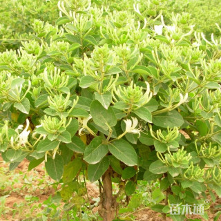 金银花