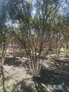 高度700厘米丛生五角枫