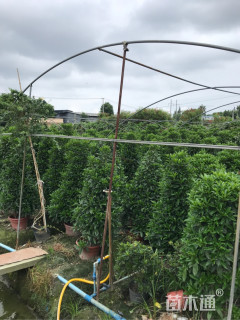 高度150厘米非洲茉莉