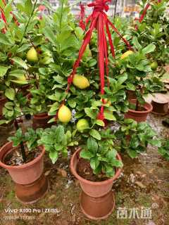 高度70厘米柠檬