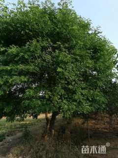 25公分皂荚