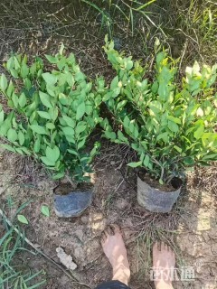 高度55厘米金森女贞