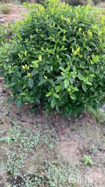 高度150厘米大叶栀子