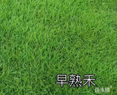 草卷状早熟禾草