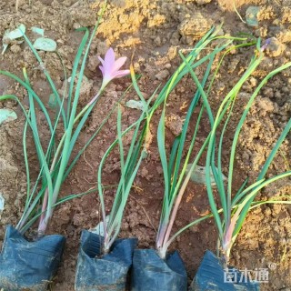 高度35厘米红花葱兰