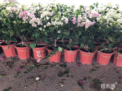 高度30厘米三角梅