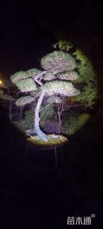 10公分造型黑松