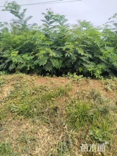 2.5公分合欢