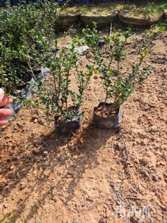 高度20厘米龟甲冬青