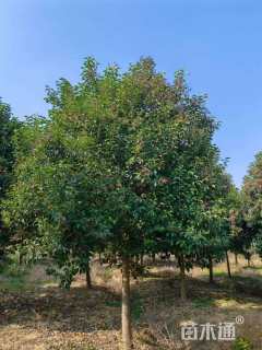 12公分秋紫白蜡