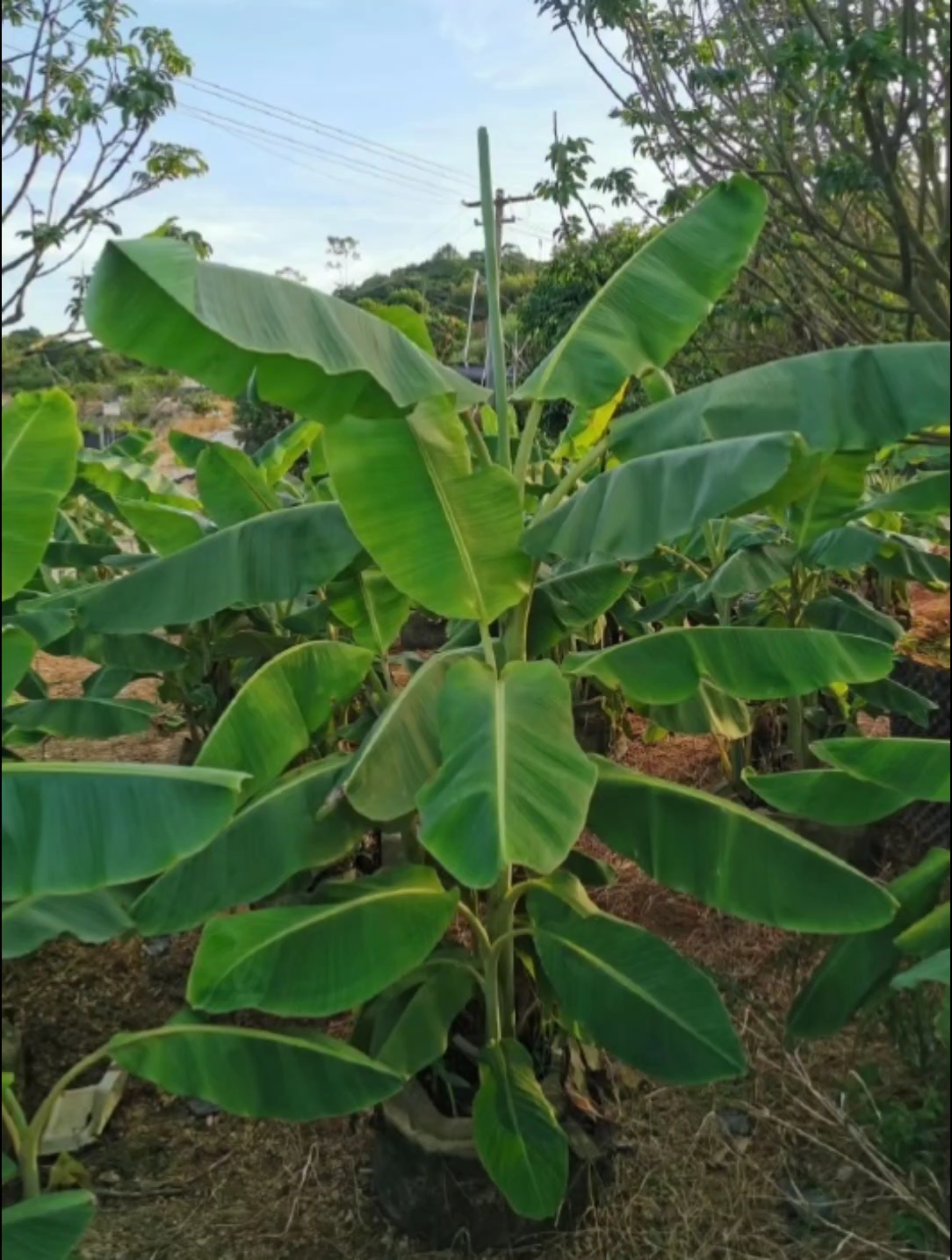 高度70厘米芭蕉
