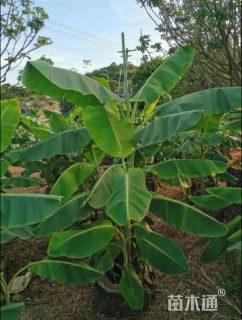 高度70厘米芭蕉
